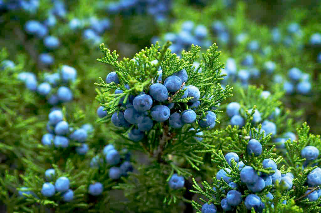 JUNIPER BERRIES