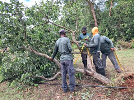 Department of Agriculture Provides Cayman Brac Farmers with Ongoing Technical Support Post-Hurricane Rafael